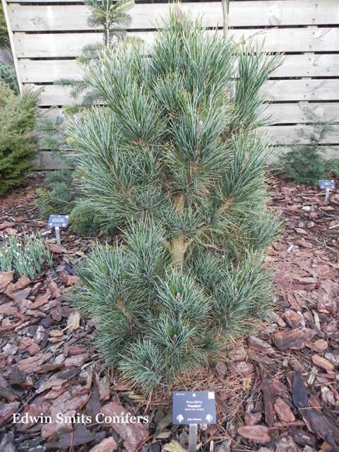 Pinus sibirica 'Prezident' (# 2)